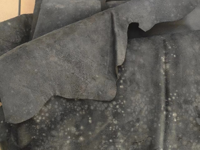 皮革發霉